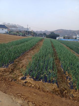 고영호님의 자유주제 · 자유게시판 작성글 사진