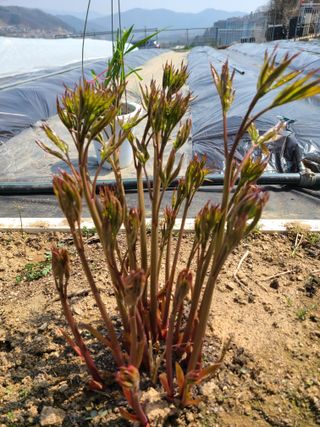 이박농장님의 자유주제 · 자유게시판 작성글 사진