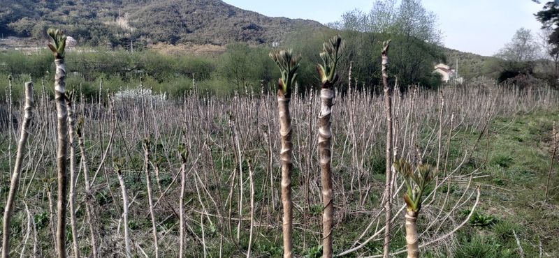 장터 상품 [참두릅 30kg 원판했어요.] 썸네일