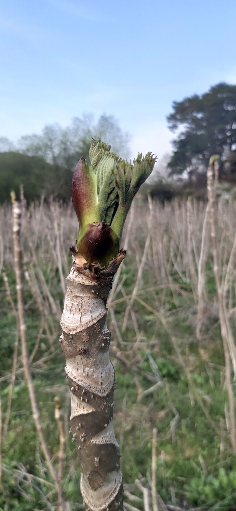 산마루농장님의 장터 판매 상품 [참두릅 30kg 원판했어요.] 첨부 사진