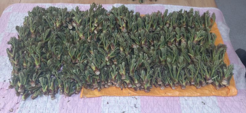 산마루농장님의 장터 판매 상품 [참두릅 30kg 원판했어요.] 첨부 사진