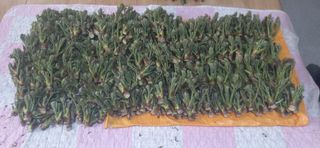 산마루농장님의 작성글 사진