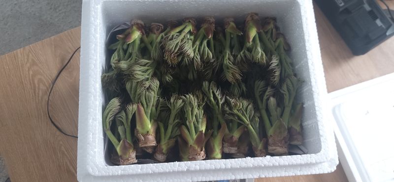 산마루농장님의 장터 판매 상품 [참두릅 30kg 원판했어요.] 첨부 사진