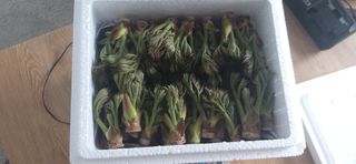 산마루농장님의 작성글 사진