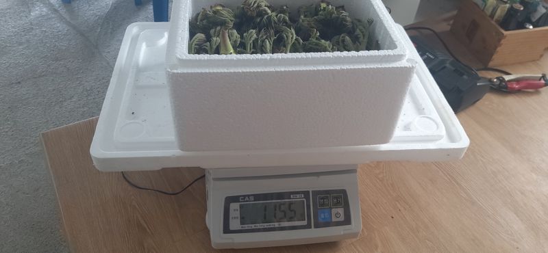 산마루농장님의 장터 판매 상품 [참두릅 30kg 원판했어요.] 첨부 사진