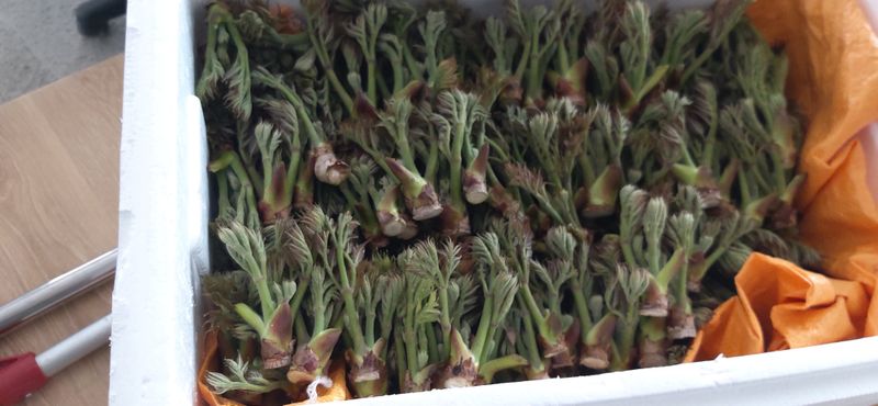 산마루농장님의 장터 판매 상품 [참두릅 30kg 원판했어요.] 첨부 사진