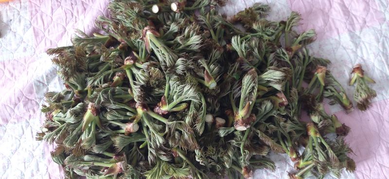 산마루농장님의 장터 판매 상품 [참두릅 30kg 원판했어요.] 첨부 사진