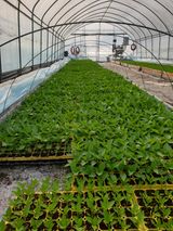 팜모닝 고추·영농일지 게시글 이미지