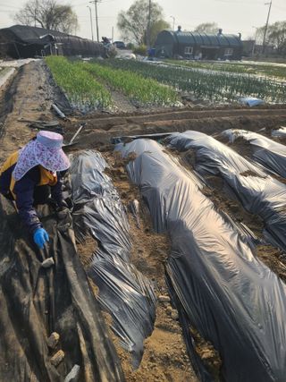 최미화님의 4월 내 작물 자랑하기 · 참여글 작성글 사진