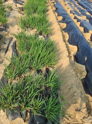 최미화님의 4월 내 작물 자랑하기 · 참여글 작성글 사진