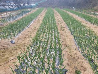 징금다리님의 4월 내 작물 자랑하기 · 참여글 작성글 사진