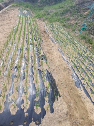 징금다리님의 4월 내 작물 자랑하기 · 참여글 작성글 사진