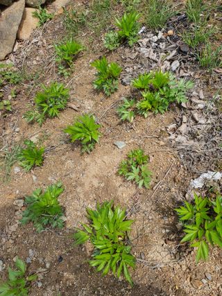 징금다리님의 4월 내 작물 자랑하기 · 참여글 작성글 사진