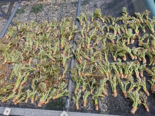 징금다리님의 4월 내 작물 자랑하기 · 참여글 작성글 사진