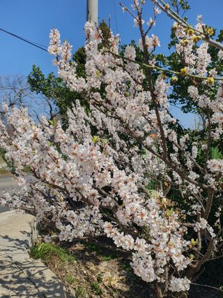 징금다리님의 4월 내 작물 자랑하기 · 참여글 작성글 사진