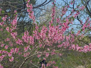 징금다리님의 4월 내 작물 자랑하기 · 참여글 작성글 사진