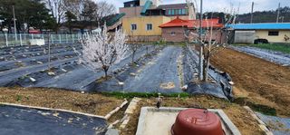 박동현님의 4월 내 작물 자랑하기 · 참여글 작성글 사진