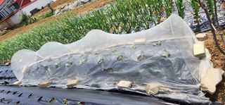 박동현님의 4월 내 작물 자랑하기 · 참여글 작성글 사진