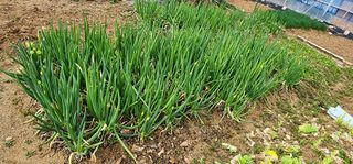 박동현님의 4월 내 작물 자랑하기 · 참여글 작성글 사진