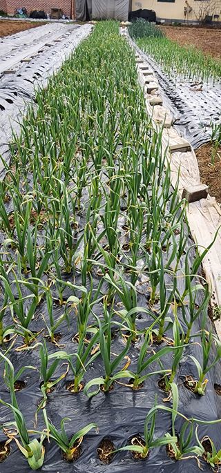 박동현님의 4월 내 작물 자랑하기 · 참여글 작성글 사진