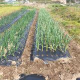 팜모닝 마늘·병해충상담 게시글 이미지