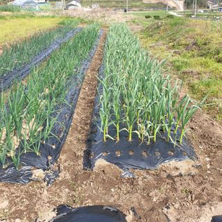 심창규 님의 마늘 · 병해충상담 작성글 사진