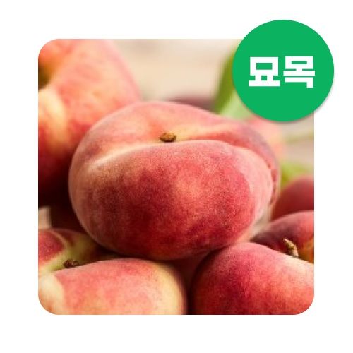장터 상품 [복숭아 묘목 납작 복숭아(백도) 거반도 접목 1년생] 썸네일