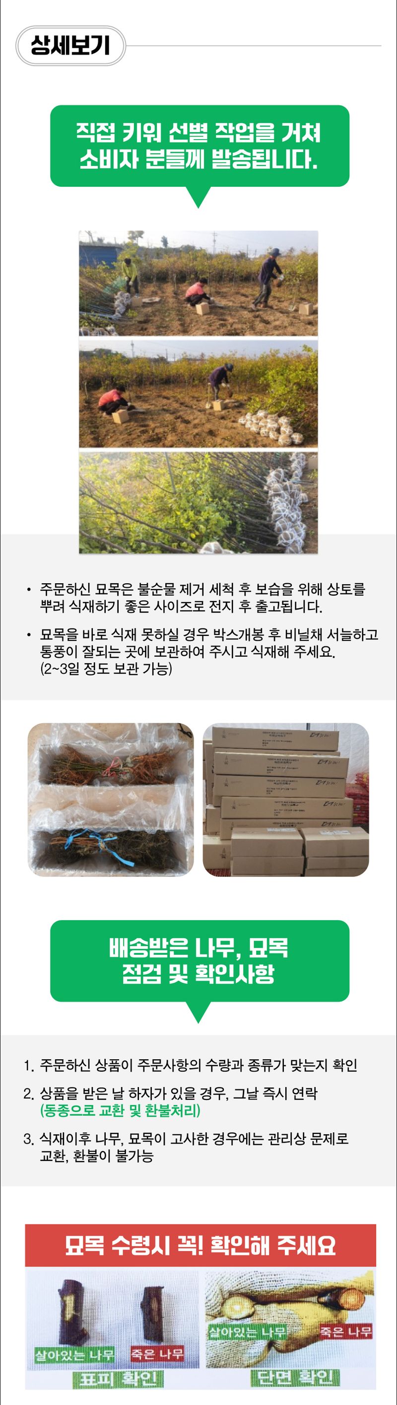 팜모닝 산지직송님의 장터 판매 상품 [복숭아 묘목 납작 복숭아(백도) 거반도 접목 1년생] 첨부 사진
