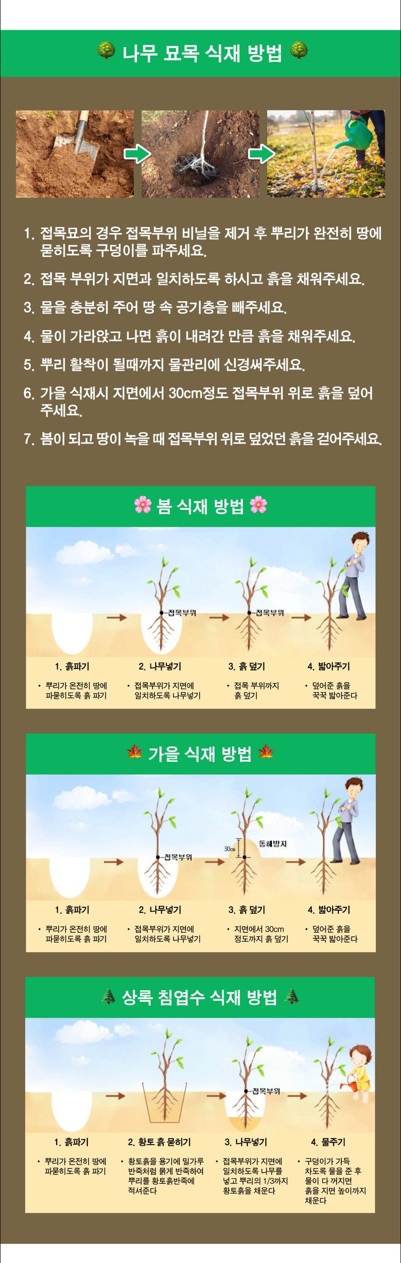 팜모닝 산지직송님의 장터 판매 상품 [복숭아 묘목 납작 복숭아(백도) 거반도 접목 1년생] 첨부 사진