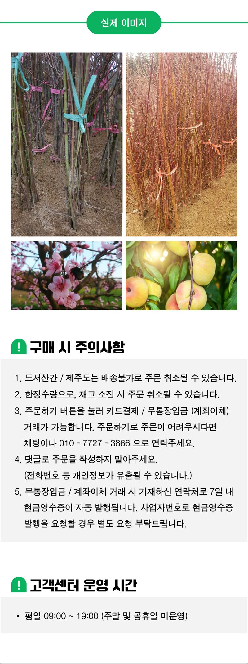 팜모닝 산지직송님의 장터 판매 상품 [복숭아 묘목 납작 복숭아(백도) 거반도 접목 1년생] 첨부 사진