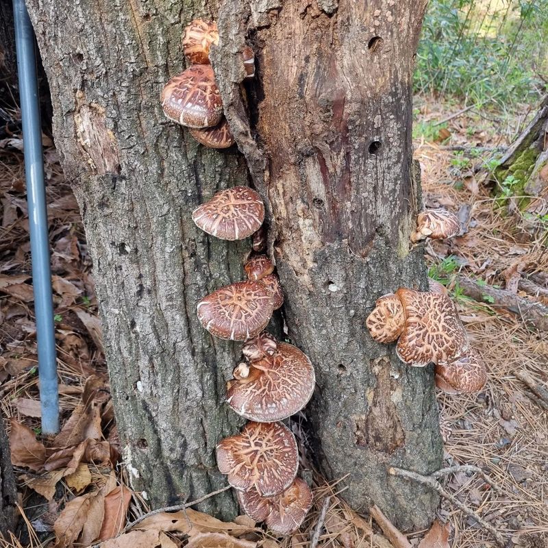 훈&팜님의 장터 판매 상품 [순수자연산표고버섯] 첨부 사진