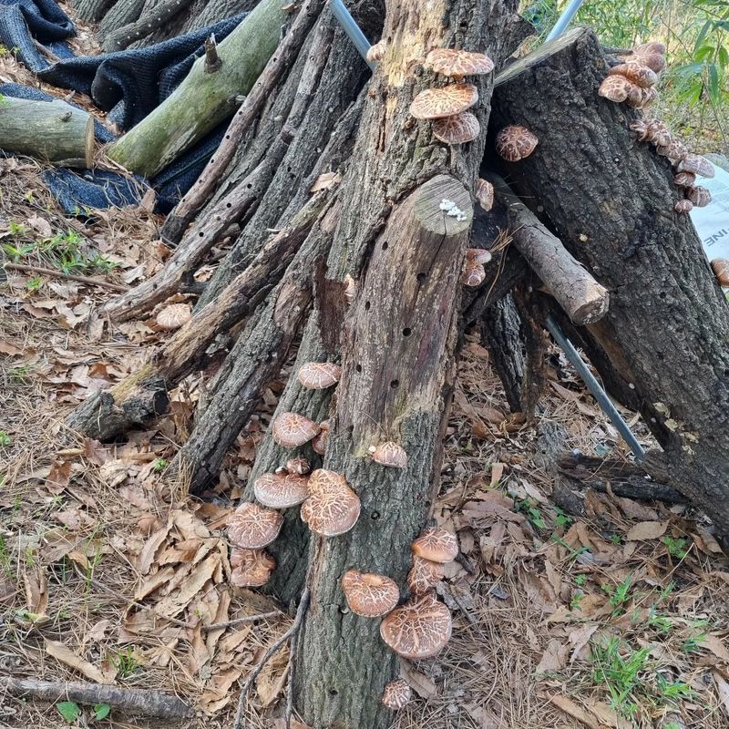 훈&팜님의 장터 판매 상품 [순수자연산표고버섯] 첨부 사진