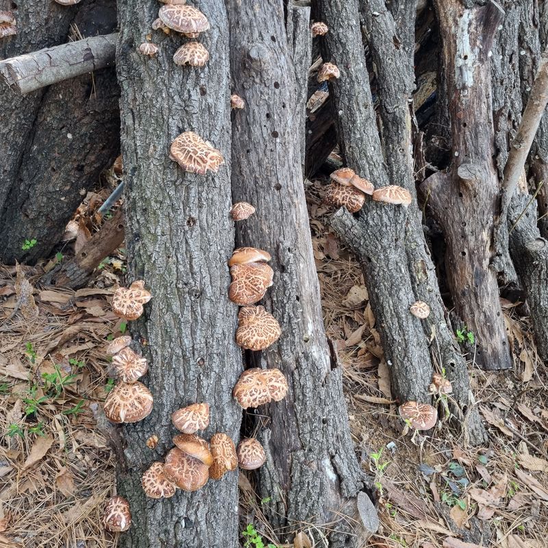 훈&팜님의 장터 판매 상품 [순수자연산표고버섯] 첨부 사진