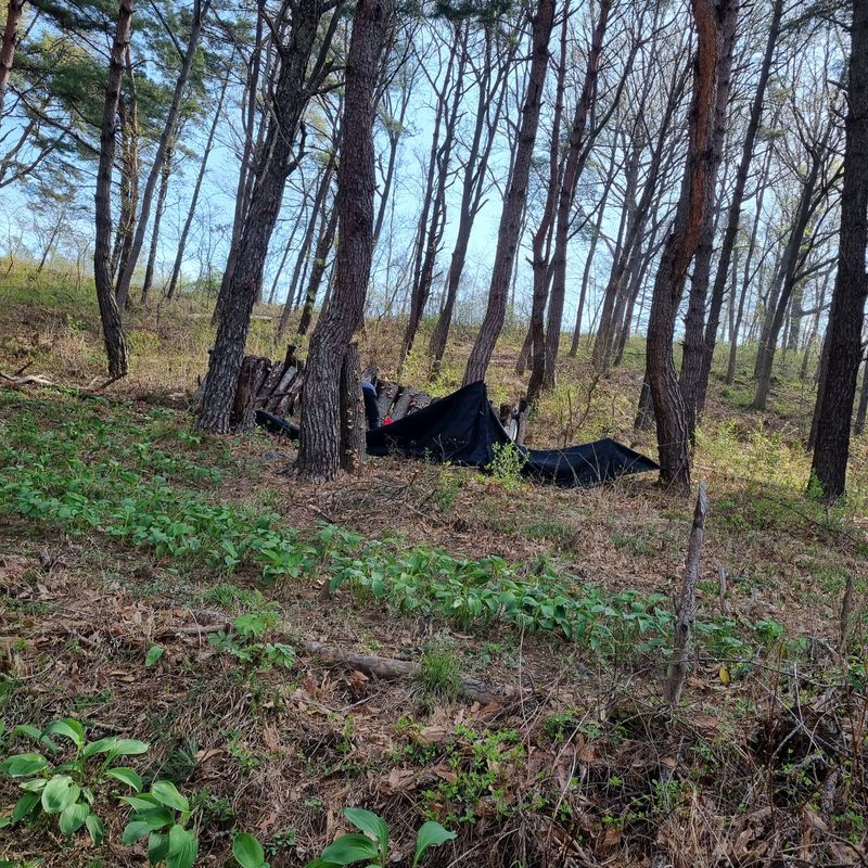 훈&팜님의 장터 판매 상품 [순수자연산표고버섯] 첨부 사진