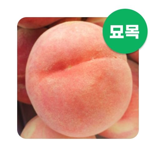 장터 상품 [복숭아 묘목 천중도 백도 접목 1년생] 썸네일