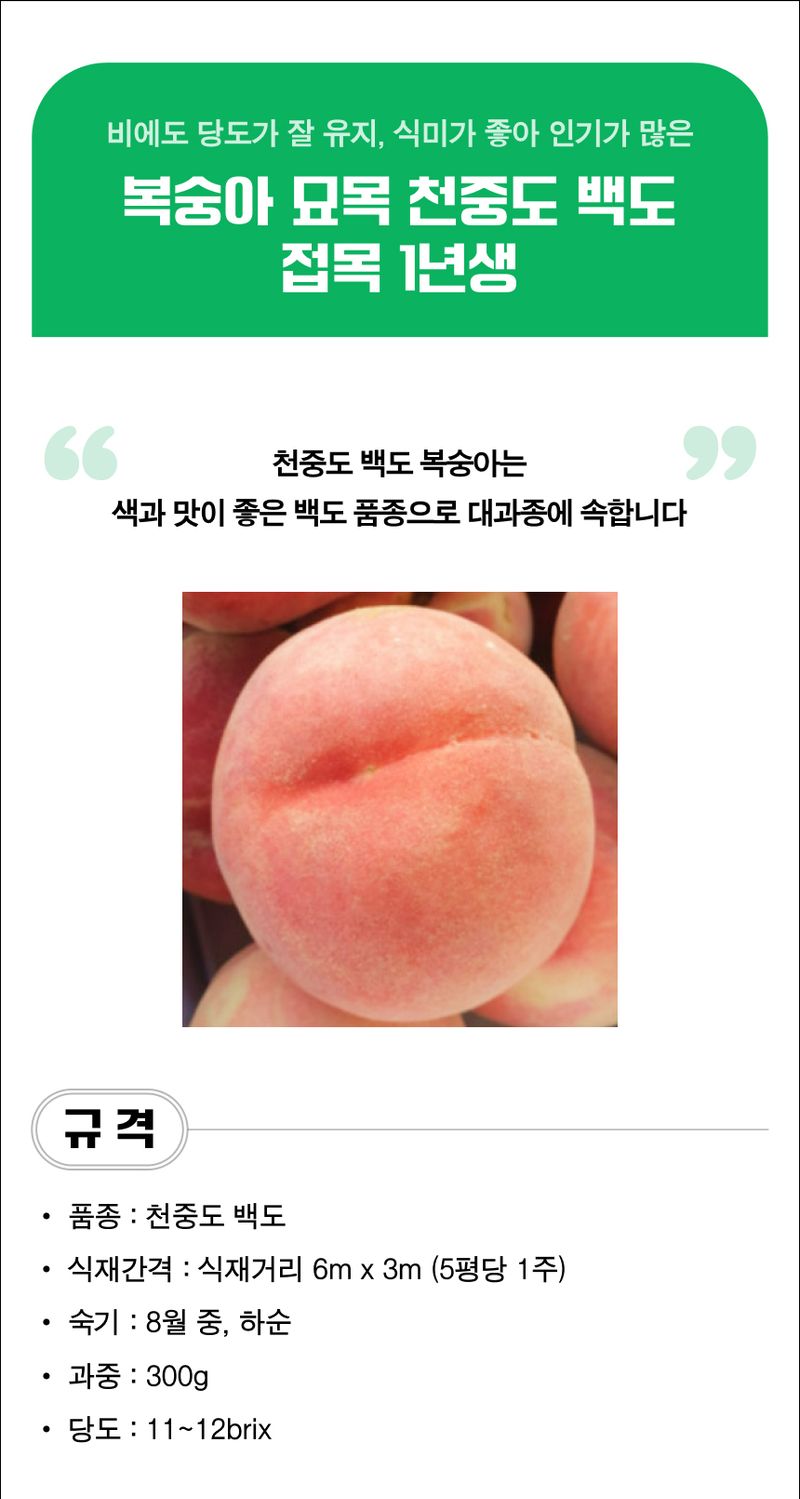 팜모닝 상점님의 장터 판매 상품 [복숭아 묘목 천중도 백도 접목 1년생] 첨부 사진