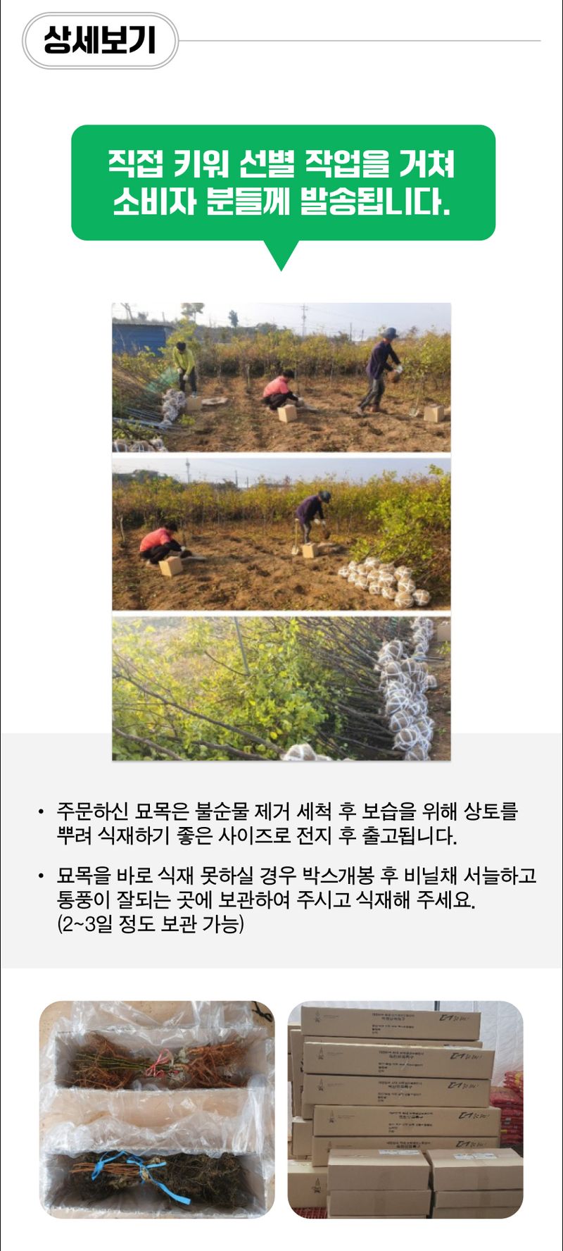 팜모닝 상점님의 장터 판매 상품 [복숭아 묘목 천중도 백도 접목 1년생] 첨부 사진