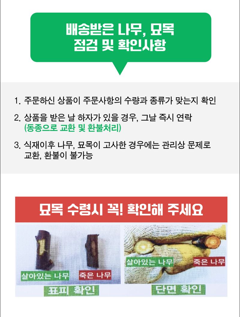 팜모닝 상점님의 장터 판매 상품 [복숭아 묘목 천중도 백도 접목 1년생] 첨부 사진