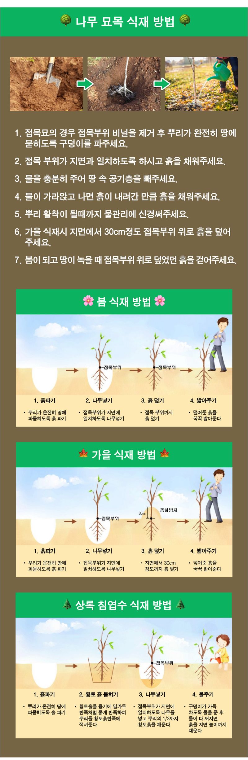 팜모닝 상점님의 장터 판매 상품 [복숭아 묘목 천중도 백도 접목 1년생] 첨부 사진
