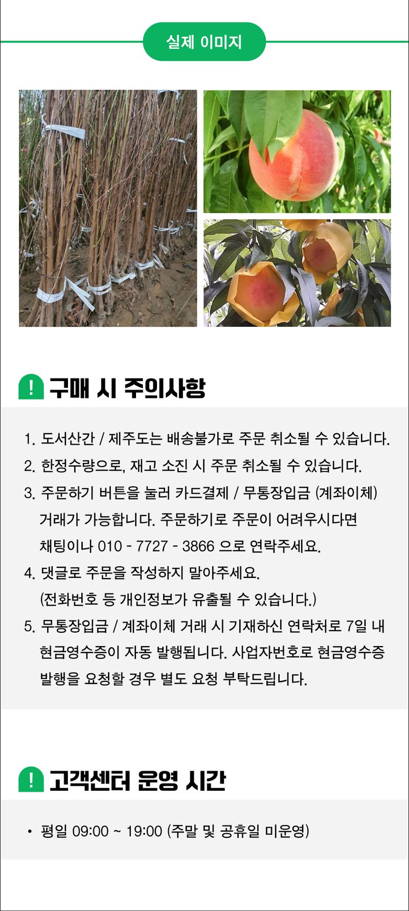 팜모닝 상점님의 장터 판매 상품 [복숭아 묘목 천중도 백도 접목 1년생] 첨부 사진