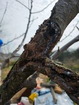 팜모닝 사과·병해충상담 게시글 이미지