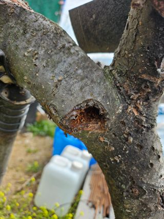 권봉식님의 사과 · 병해충상담 작성글 사진