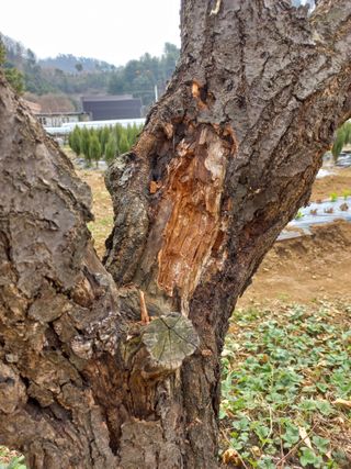 김재호님의 농사, 무엇이든 물어보세요! · 참여글 작성글 사진
