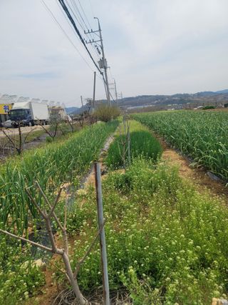 장효기님의 4월 내 작물 자랑하기 · 참여글 작성글 사진