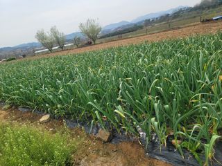 장효기님의 4월 내 작물 자랑하기 · 참여글 작성글 사진