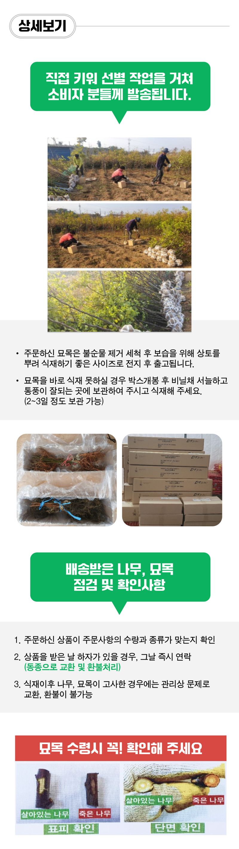 팜모닝 상점님의 장터 판매 상품 [사과 묘목 루비에스 미니사과 접목 1년생 특묘] 첨부 사진