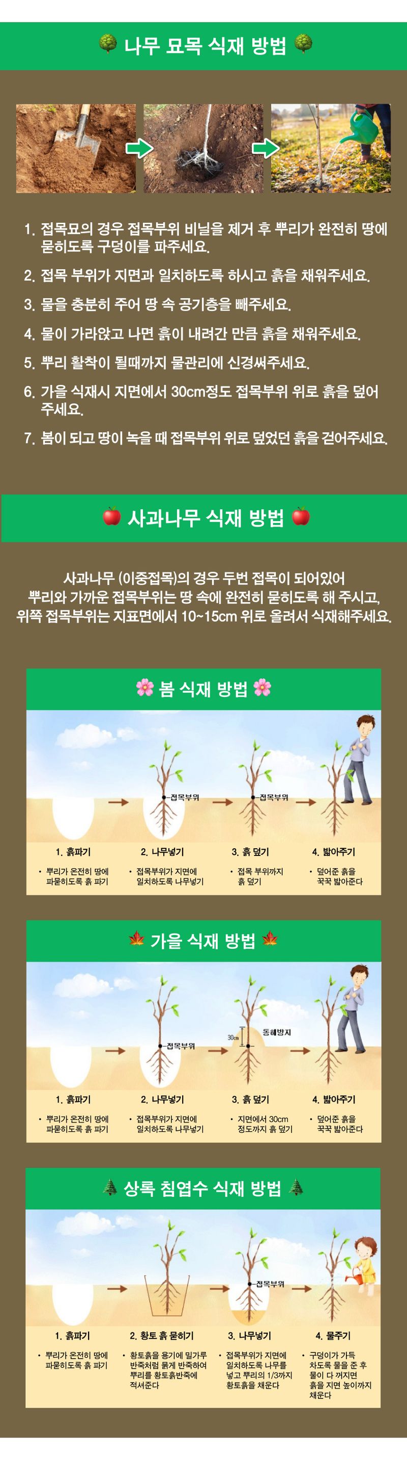 팜모닝 상점님의 장터 판매 상품 [사과 묘목 루비에스 미니사과 접목 1년생 특묘] 첨부 사진