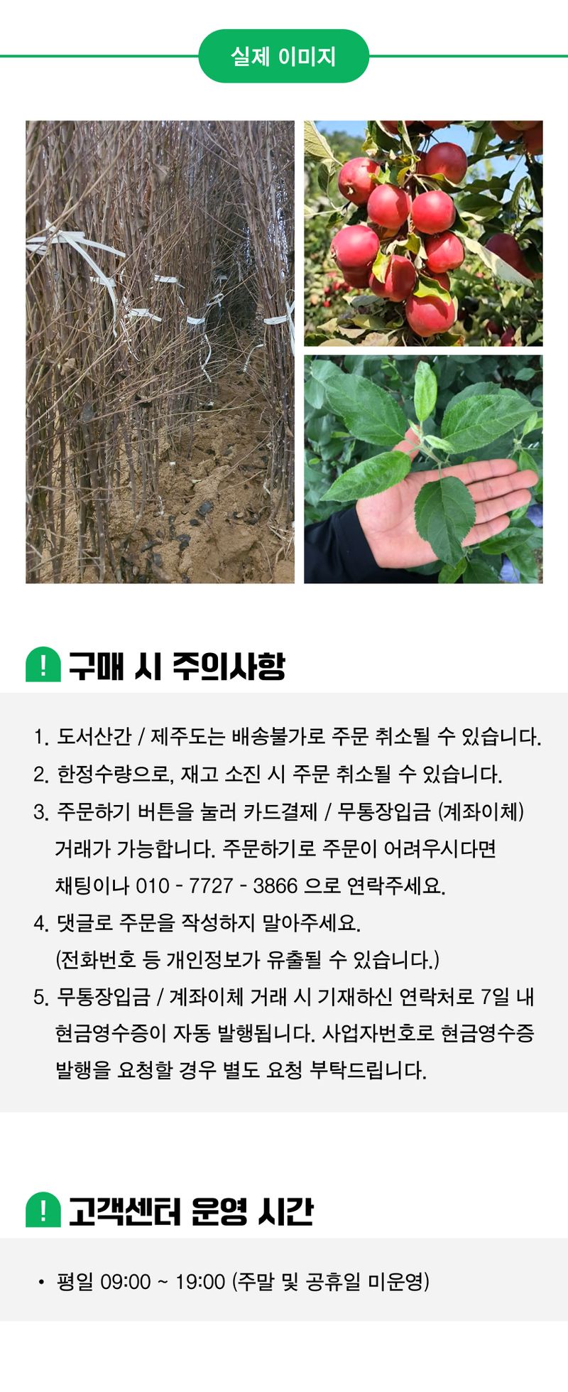 팜모닝 상점님의 장터 판매 상품 [사과 묘목 루비에스 미니사과 접목 1년생 특묘] 첨부 사진