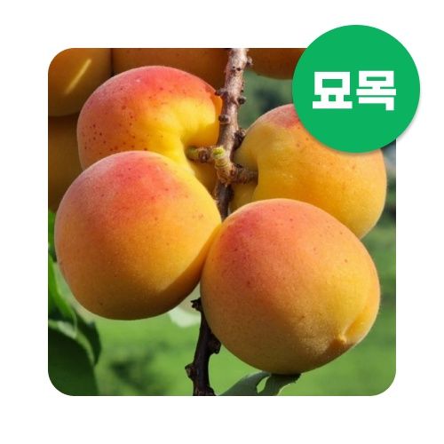 장터 상품 [살구 묘목 하코트살구 접목 1년생 특묘] 썸네일