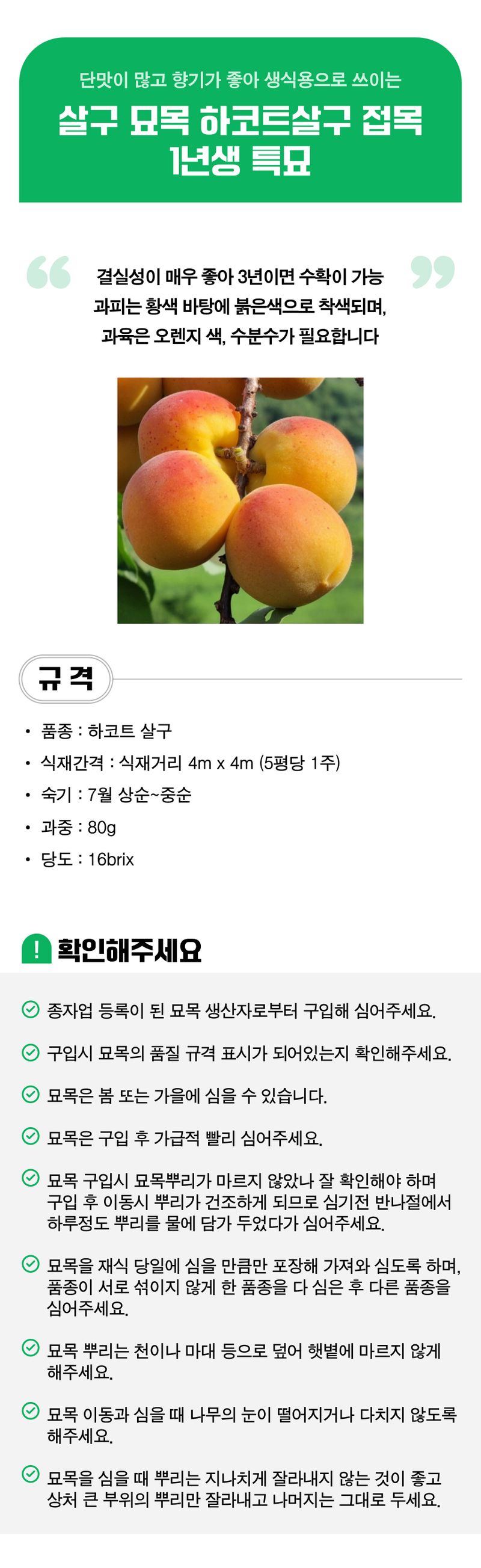 팜모닝 상점님의 장터 판매 상품 [살구 묘목 하코트살구 접목 1년생 특묘] 첨부 사진